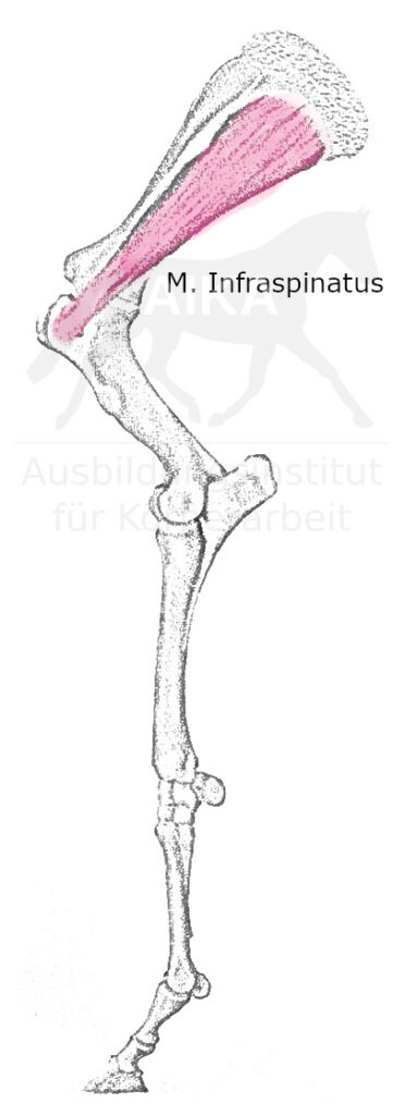 Musculus Infraspinatus