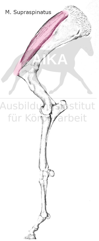 Musculus Infraspinatus